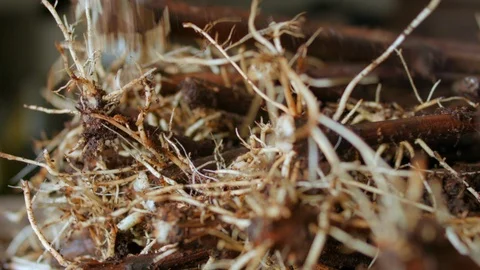 Treatment of vines. Stock Footage 87558459