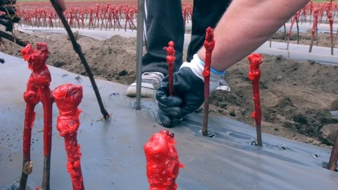 Treatment of vines. Stock Footage 87558542