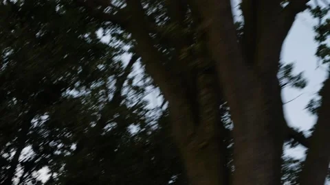 Treatop3 Stockbeeldmateriaal 173701038