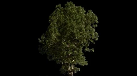 Tree 04 Stock Footage 7739068