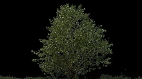 Tree 06 Stock Footage