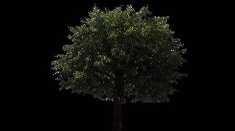 Tree 08 Stock Footage 7740856