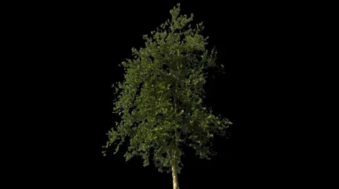 Tree 09 Stock-Footage 7741024