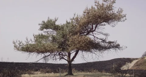 Tree 1 Stock Footage 91898090