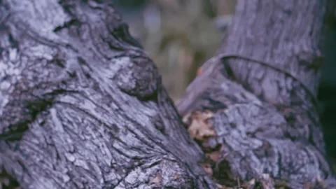 TREE 1 库存影片 114297044