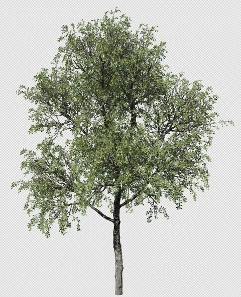 TREE 1 스톡 동영상 160380323