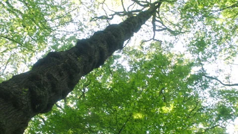 TREE 1 Stock Footage 306409050