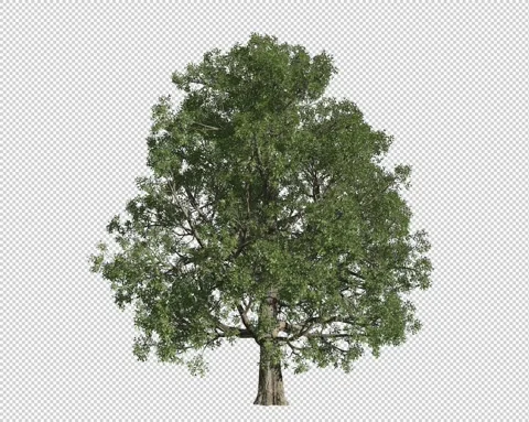 TREE 10 스톡 동영상 160381114