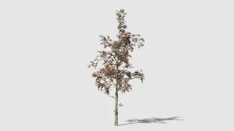 TREE 13 30F ALPHA 4K SMALL WINDY Stock Footage 160381868