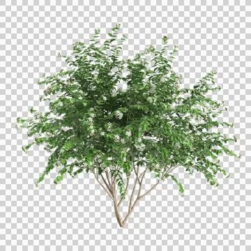 Tree 17 up 59 Stock Illustration