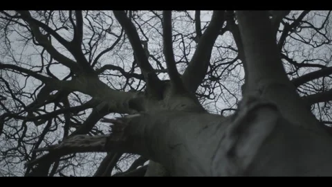TREE 1a Stock Footage 306760951