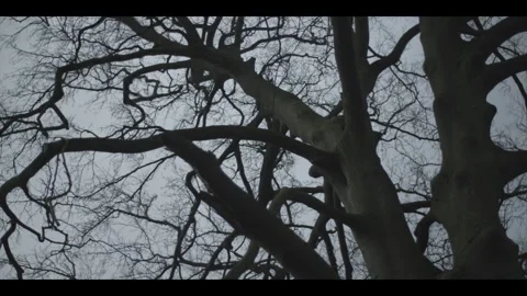 TREE 1b Stock Footage 306760947