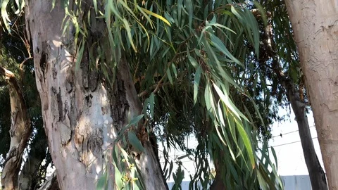 Tree 2 動画素材 101287225