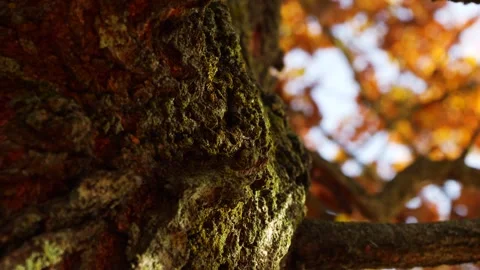 Tree 2 Stockbeeldmateriaal 165868095