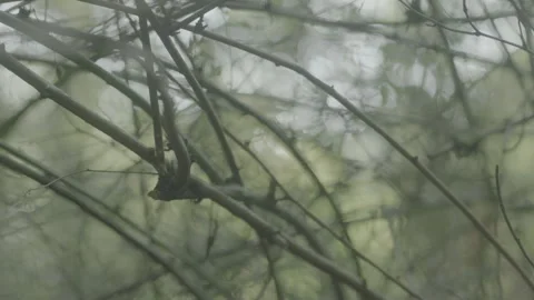 TREE 2 Stock Footage 306409299