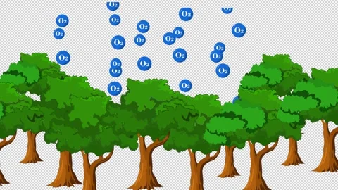 Tree 2 Stock Footage 307297654