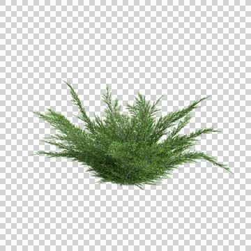 Tree 21 up 56 Stock Illustration