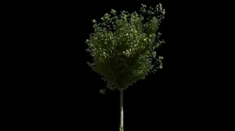 Tree 21 Видео 7741119