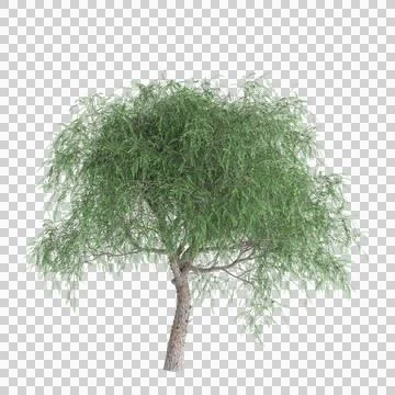 Tree 23 up 50 Stock Illustration