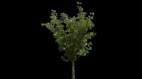 Tree 24 Stock Footage 7741740