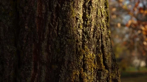 Tree 3 Stockbeeldmateriaal 165868088