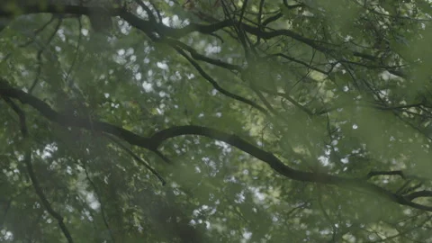 TREE 3 Video stock 306409358