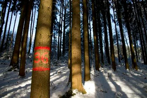 Tree 36 Stock Photos