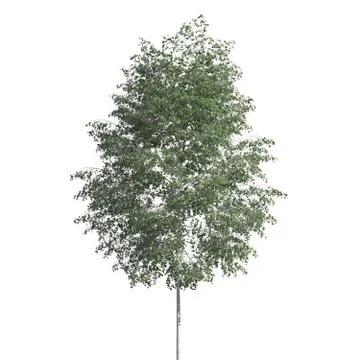 Tree 3d illustration isolated on the white background Stock Illustration