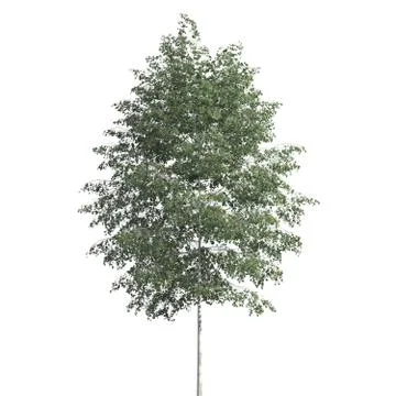 Tree 3d illustration isolated on the white background Stock Illustration