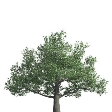 Tree 3d illustration isolated on the white background Stock Illustration