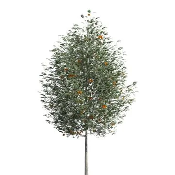 Tree 3d illustration isolated on the white background Stock Illustration