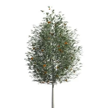 Tree 3d illustration isolated on the white background Stock Illustration