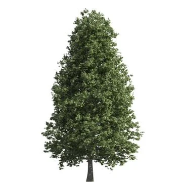 Tree 3d illustration isolated on the white background Stock Illustration