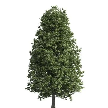 Tree 3d illustration isolated on the white background Stock Illustration