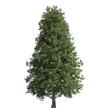 Tree 3d illustration isolated on the white background Stock Illustration