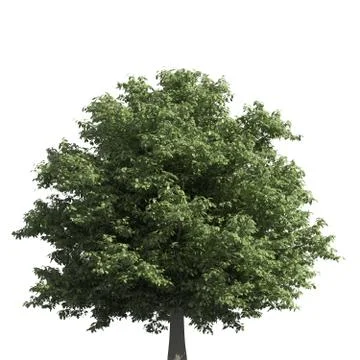 Tree 3d illustration isolated on the white background Stock Illustration
