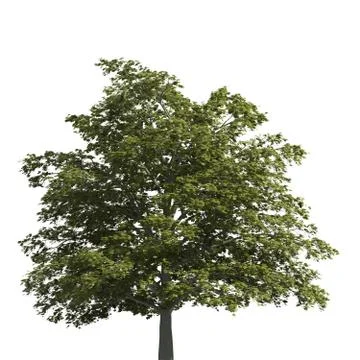 Tree 3d illustration isolated on the white background Stock Illustration
