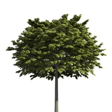 Tree 3d illustration isolated on the white background Stock-Illustration