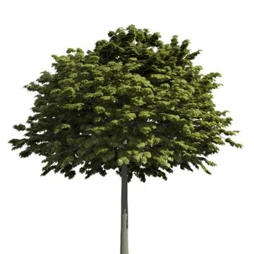 Tree 3d illustration isolated on the white background Stock Illustration