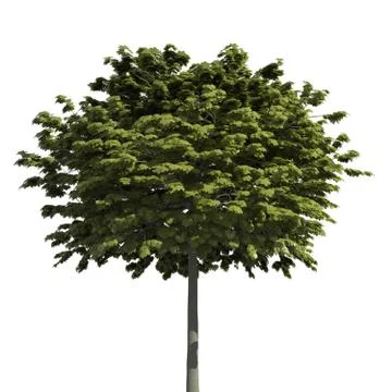 Tree 3d illustration isolated on the white background Stock Illustration