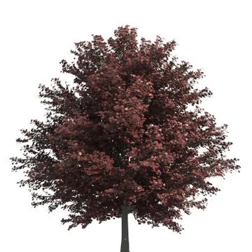 Tree 3d illustration isolated on the white background Stock-Illustration