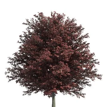 Tree 3d illustration isolated on the white background Stock Illustration