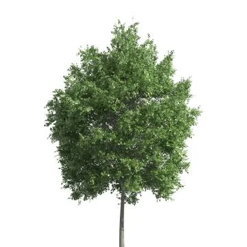 Tree 3d illustration isolated on the white background Stock Illustration