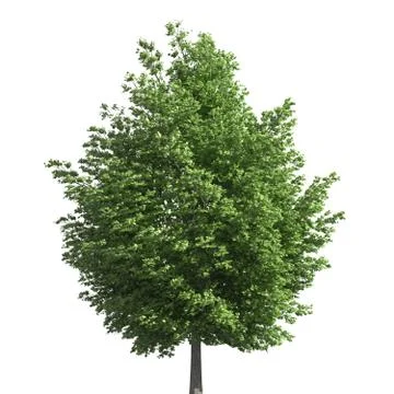 Tree 3d illustration isolated on the white background Stock Illustration
