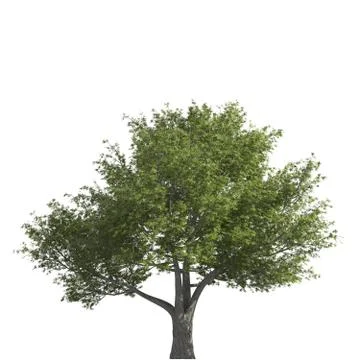 Tree 3d illustration isolated on the white background Stock Illustration
