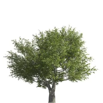Tree 3d illustration isolated on the white background Stock Illustration