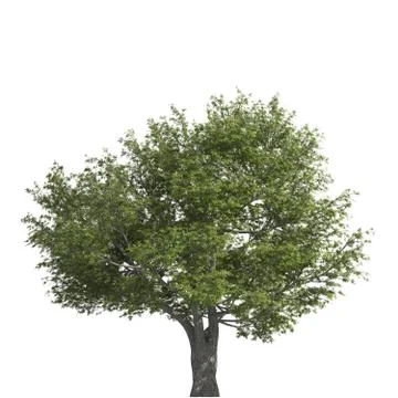 Tree 3d illustration isolated on the white background Stock Illustration