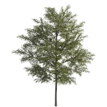 Tree 3d illustration isolated on the white background Stock Illustration