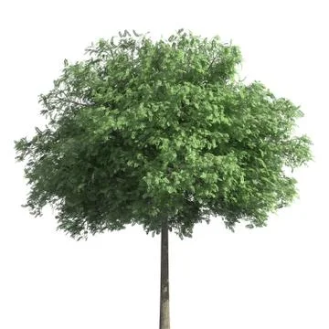 Tree 3d illustration isolated on the white background Stock Illustration