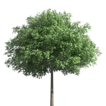 Tree 3d illustration isolated on the white background Stock Illustration